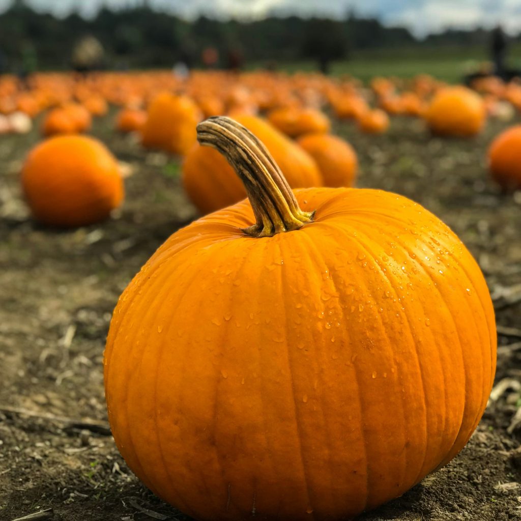 Cómo se puede comer calabaza